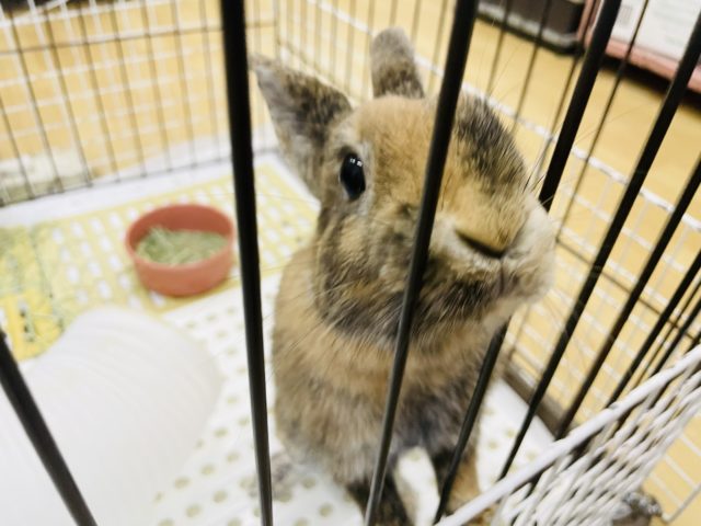 穏やかなムチムチガール♡ネザーランドドワーフ(トーティ)ちゃん！