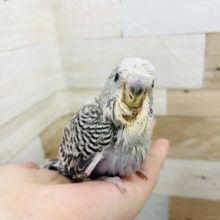 まだ小さいけど期待しててね✨ジャンボセキセイインコヒナ(オパーリン)