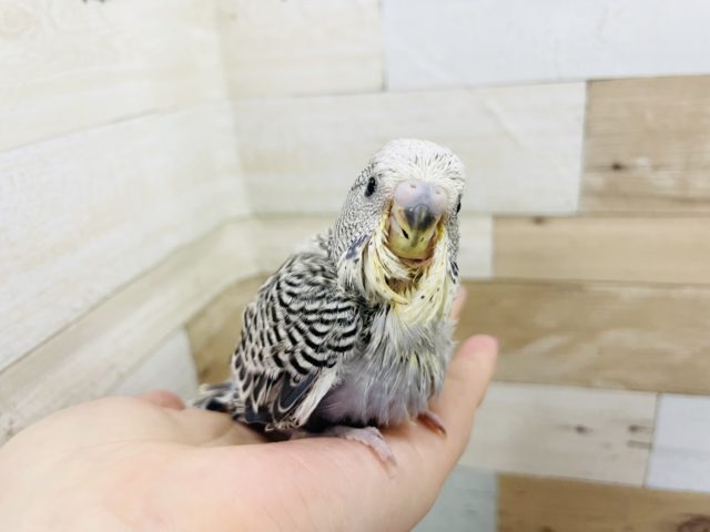 まだ小さいけど期待しててね✨ジャンボセキセイインコヒナ(オパーリン)