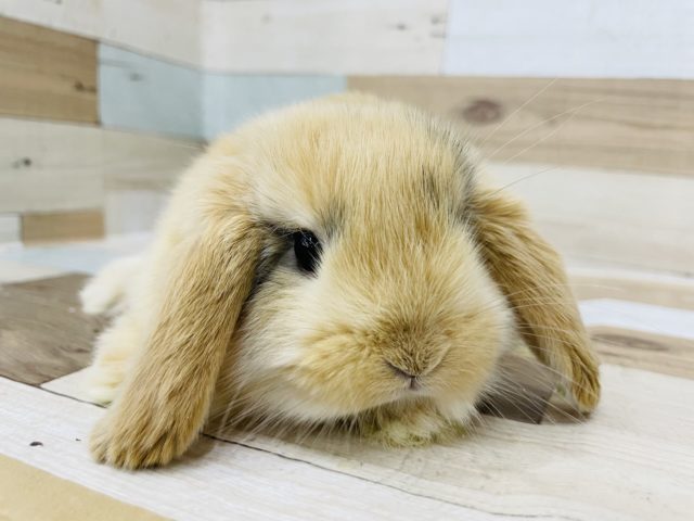 小さいムチムチ♥ロップイヤーラビット(トーティ)