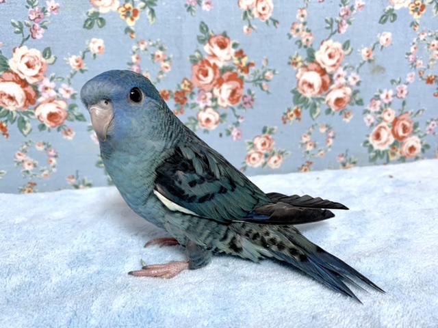 サザナミインコ コバルト 2/1