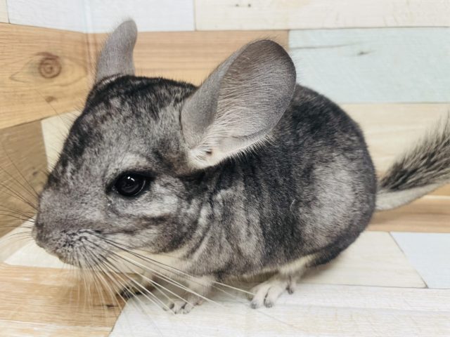 無敵の可愛さ♡♡ ラブリーなチンチラ ノーマル 女の子