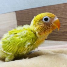 鮮やかなヤマブキボタンインコ久々にやってきました！