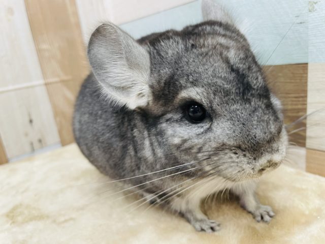 ふわふわボディーの女の子☆チンチラのグレーカラー！