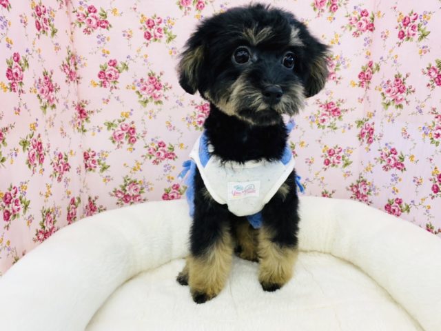 足元から離れない系ガール♡トイプードルちゃん！