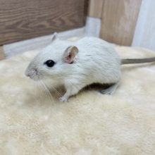 クリクリな目がキュートな仔☆カラージャービル！