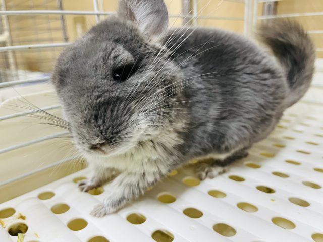 もっふもふのシャイボーイ！チンチラ男の子(バイオレット)