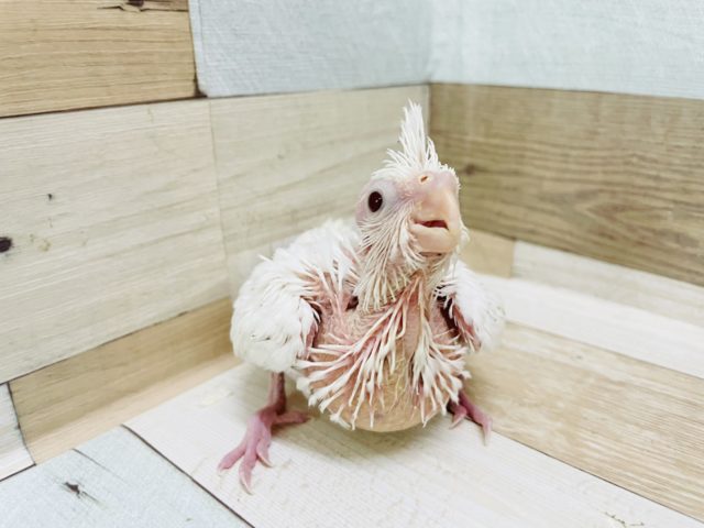 真っ白な美人さん♡オカメインコヒナ(ピュアホワイト)