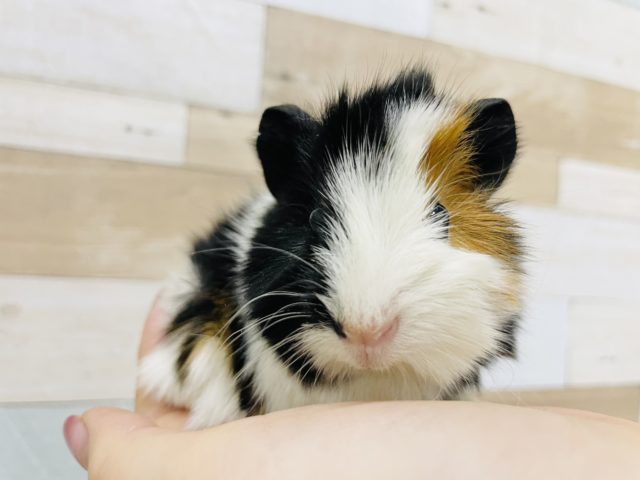 雰囲気がガラリと違う✨アビシニアンモルモットくん！