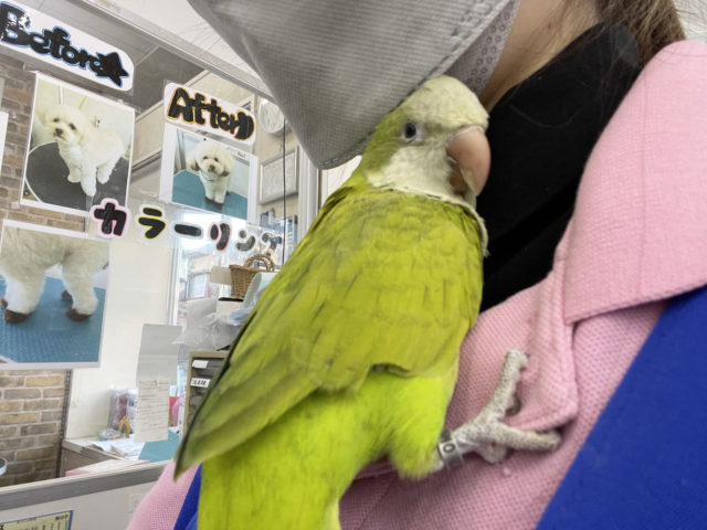 超ホヤホヤ最新画像☆人が好きな潜り系！？オキナインコのパステルグリーン