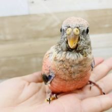感情表現爆発！？ローズアキクサインコヒナ！