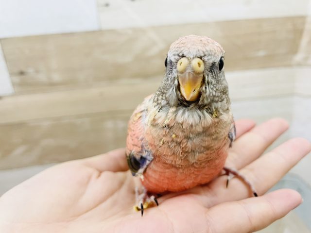 感情表現爆発！？ローズアキクサインコヒナ！