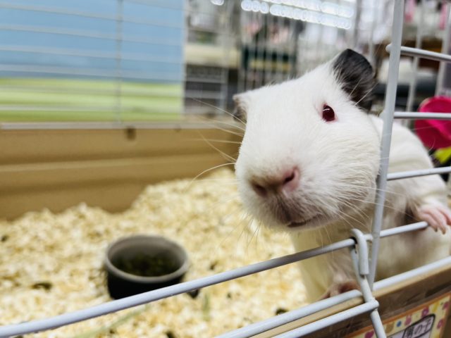 最新画像あり！！純白～☆　ｷﾚｲな赤目さん♫　陽気なイングリッシュモルモットですーー