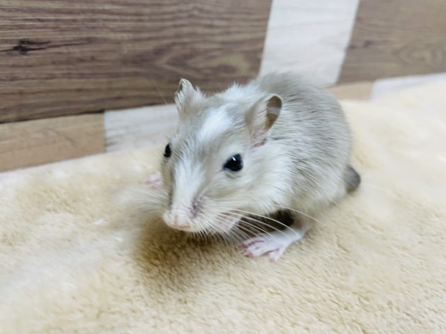 とろ〜んとした可愛いお顔☆カラージャービル！