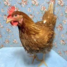 ボリスブラウン  女の子  1/20