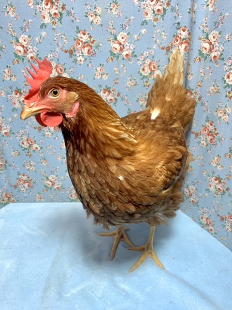 ボリスブラウン  女の子  1/20