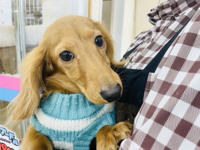 超ホヤホヤ最新画像♪抱っこ大好き♥️困り顔なダックスくん〜！！