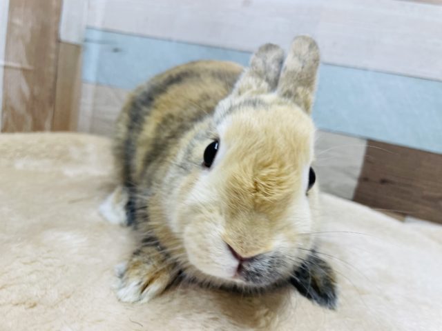 最新画像有り☆左右でお顔の雰囲気が違う女の子☆ネザーランドドワーフのトーティカラー！