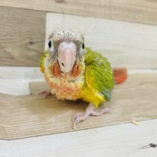 待ってました✨ウロコインコヒナ(パイナップル)