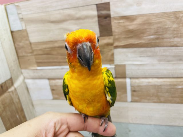 超ホヤホヤ最新画像！スーパーモデルの甘え上手♥コガネメキシコインコ～～