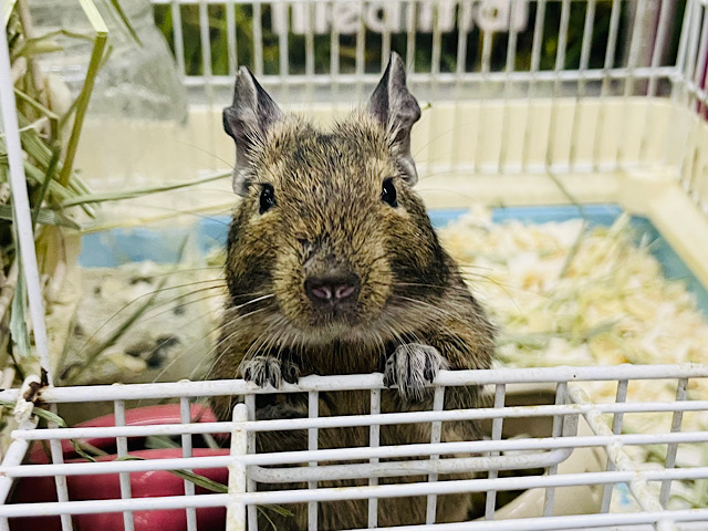 ちょ…やめて？なツンデレ♥ノーマルデグーちゃん！