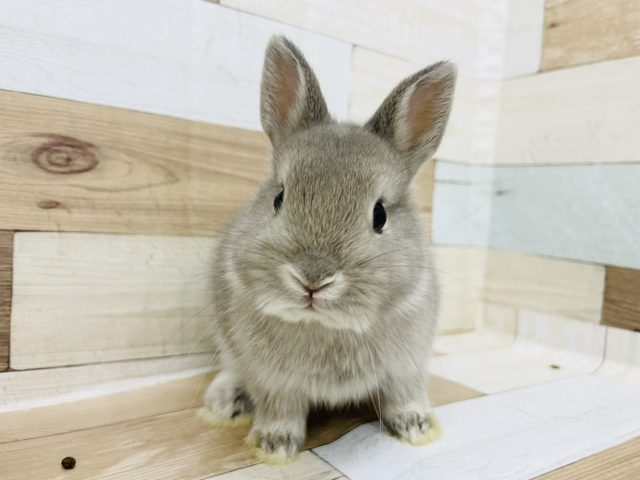 可愛さにイチコロ♥ネザーランドドワーフ(オパール)