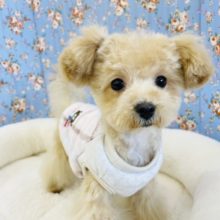 可愛すぎてスミマセン♥️ミックス犬(マルチーズ×プードル)