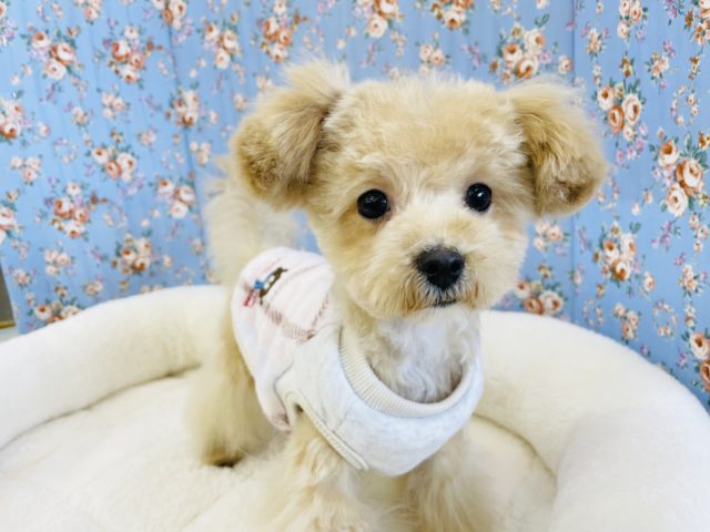 可愛すぎてスミマセン♥️ミックス犬(マルチーズ×プードル)