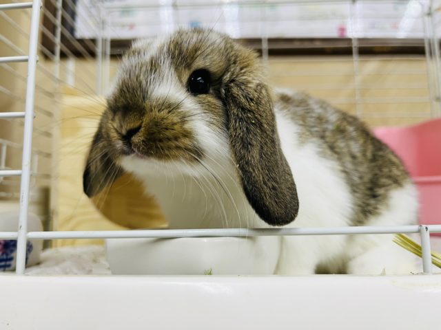 すべてが可愛い♡♡ロップイヤーラビット男の子