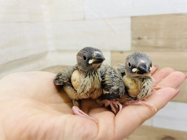 ブンブンブン〜♪桜文鳥ヒナ☆