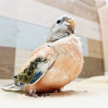 大人しい性格のヒナさんです☆ローズアキクサインコ！
