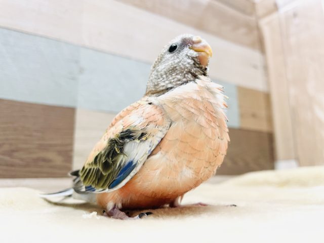 大人しい性格のヒナさんです☆ローズアキクサインコ！