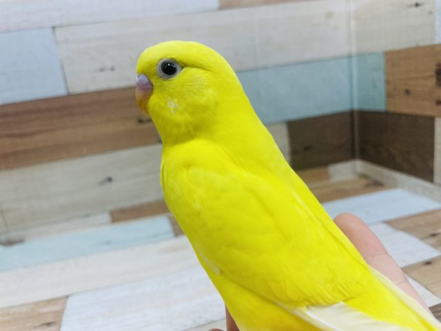 最新画像載せています！明るい黄色の鳥さん！ セキセイインコ ダブルファクター