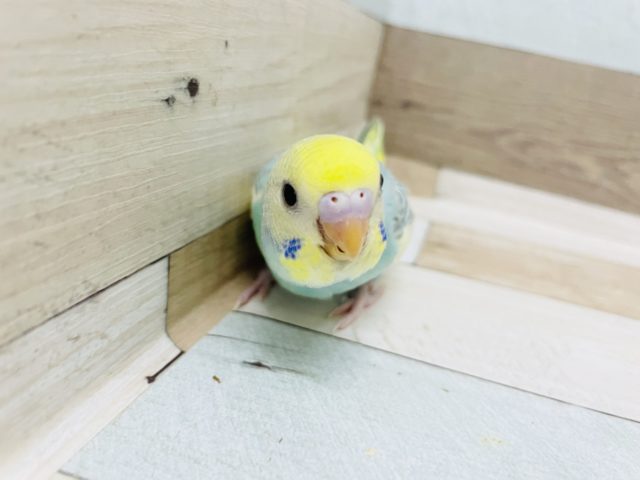 人気の子が来ました✨セキセイインコヒナ(パステルレインボースパングルパイド)
