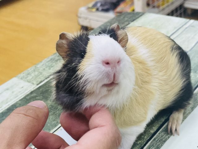 最新画像アップしました！！なでなで大好き♡個性的なカラー☆イングリッシュモルモット男の子！