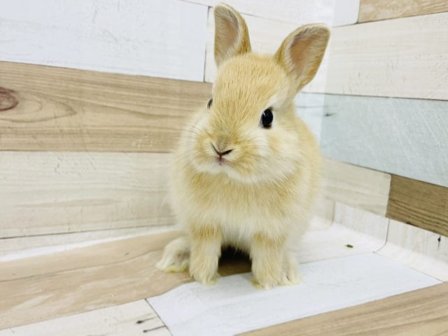 またまた可愛い子のお出ましじゃ〜♪ネザーランドドワーフ(オレンジ)