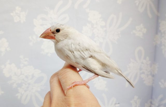 シルバー文鳥　最新画像　2022年2月6日