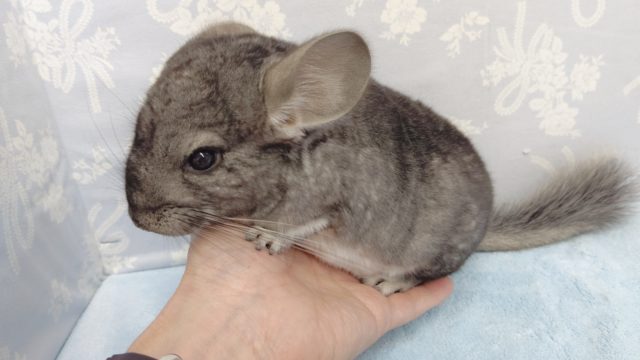 チンチラ（グレー）男の子　2022年02月12日　最新画像