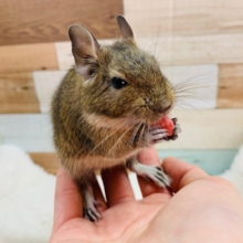 ちびちびの馴れっこさん♪デグー(アグーチ)ちゃん♡