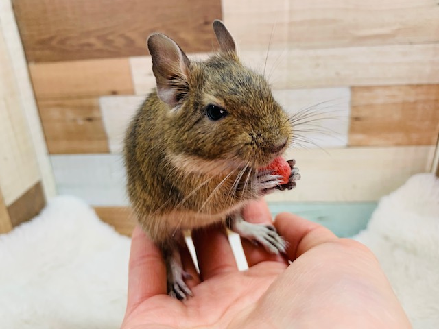 ちびちびの馴れっこさん♪デグー(アグーチ)ちゃん♡