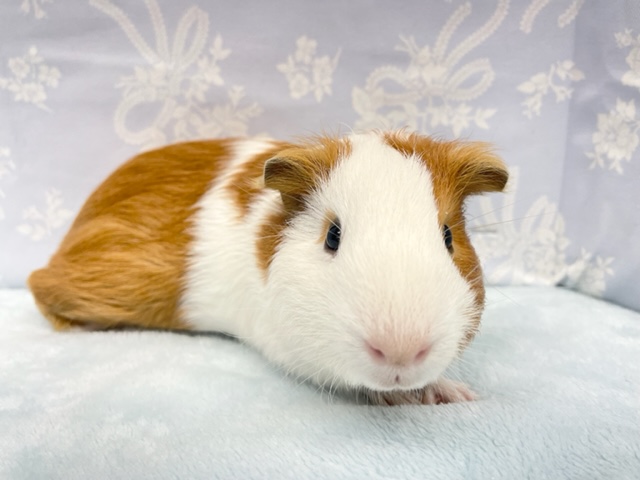プニプニ💛短毛モルモット（白茶）男の子　２０２１年１２月生まれ