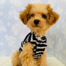 トリミングしてスッキリ♪イケメントイプードルくん☆