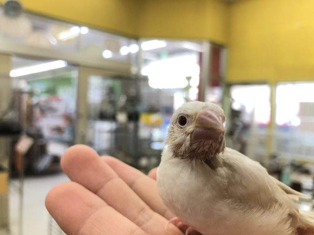 珍しい文鳥さんです　R4　１／9撮影