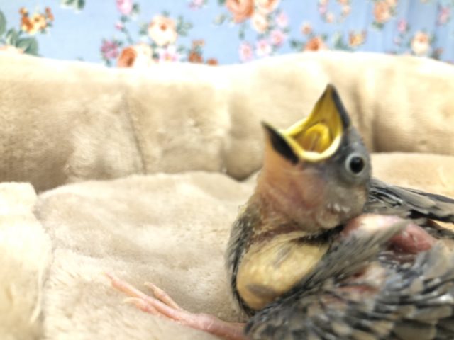 人気の文鳥が入舎です　R４　１／２０撮影
