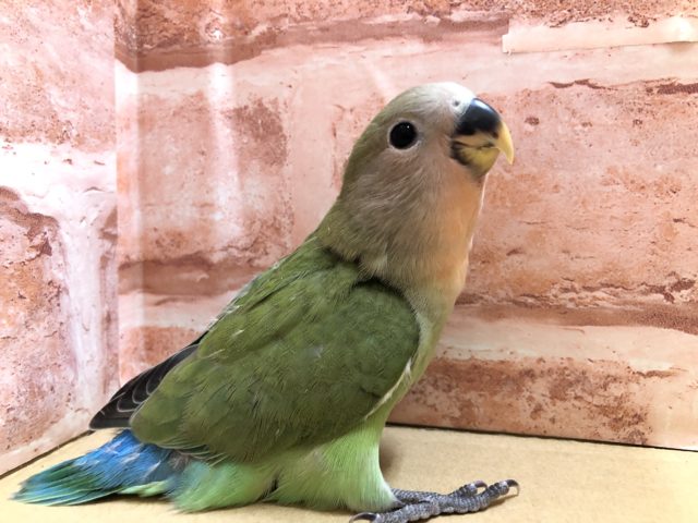 コザクラちゃん入舎です　R４　１／１８撮影