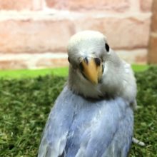 レアカラー!!　人気のバイオレット系コザクラちゃん♪　2022.1/26撮影