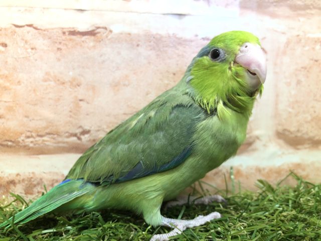 かなりお久しぶりです☆　マメルリハ“ノーマルカラー”の男のコ　2022.1/27撮影