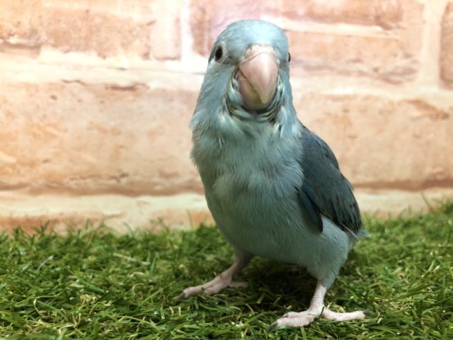 ちょっとシャイなコです☆　マメルリハ“ブルー”の女のコ 2022.1/27撮影