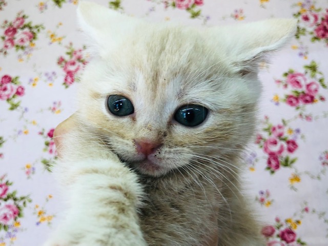 小さいけれど元気いっぱい！マンチカンいるよ！