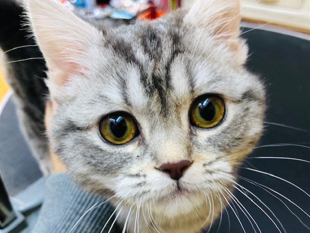 スリ～ゴロ～が止まらない！マンチカンいるよ！